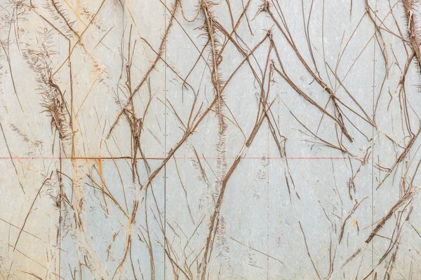 Tree roots covered cement walls at home — Stock Photo, Image