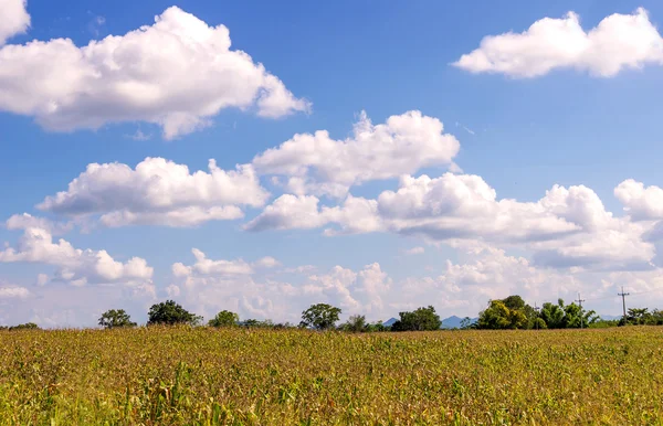 Corn field in agricultural rural landscape — Stock Photo, Image