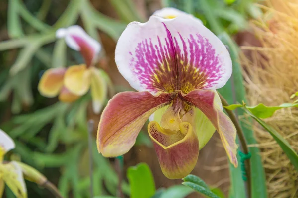 Orquídea de chinelo da senhora (Paphiopedilum Callosum ) — Fotografia de Stock