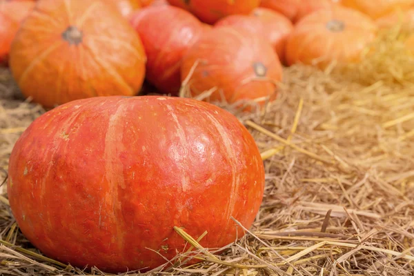 Pumpa på marken med torr halm. — Stockfoto