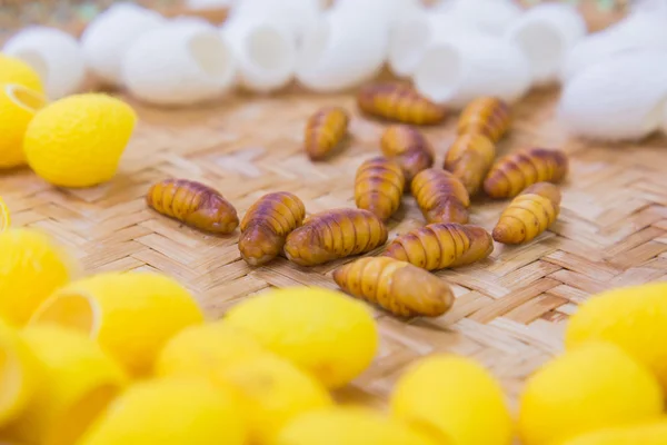 Silkworms ninho em cesta de bambu e uso para tecido de seda — Fotografia de Stock