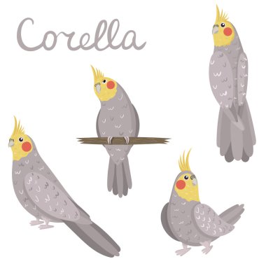 Gri ve sarı renkli Corella papağanı. Elle çizilmiş çizgi film tarzında Cockatiel koleksiyonu.