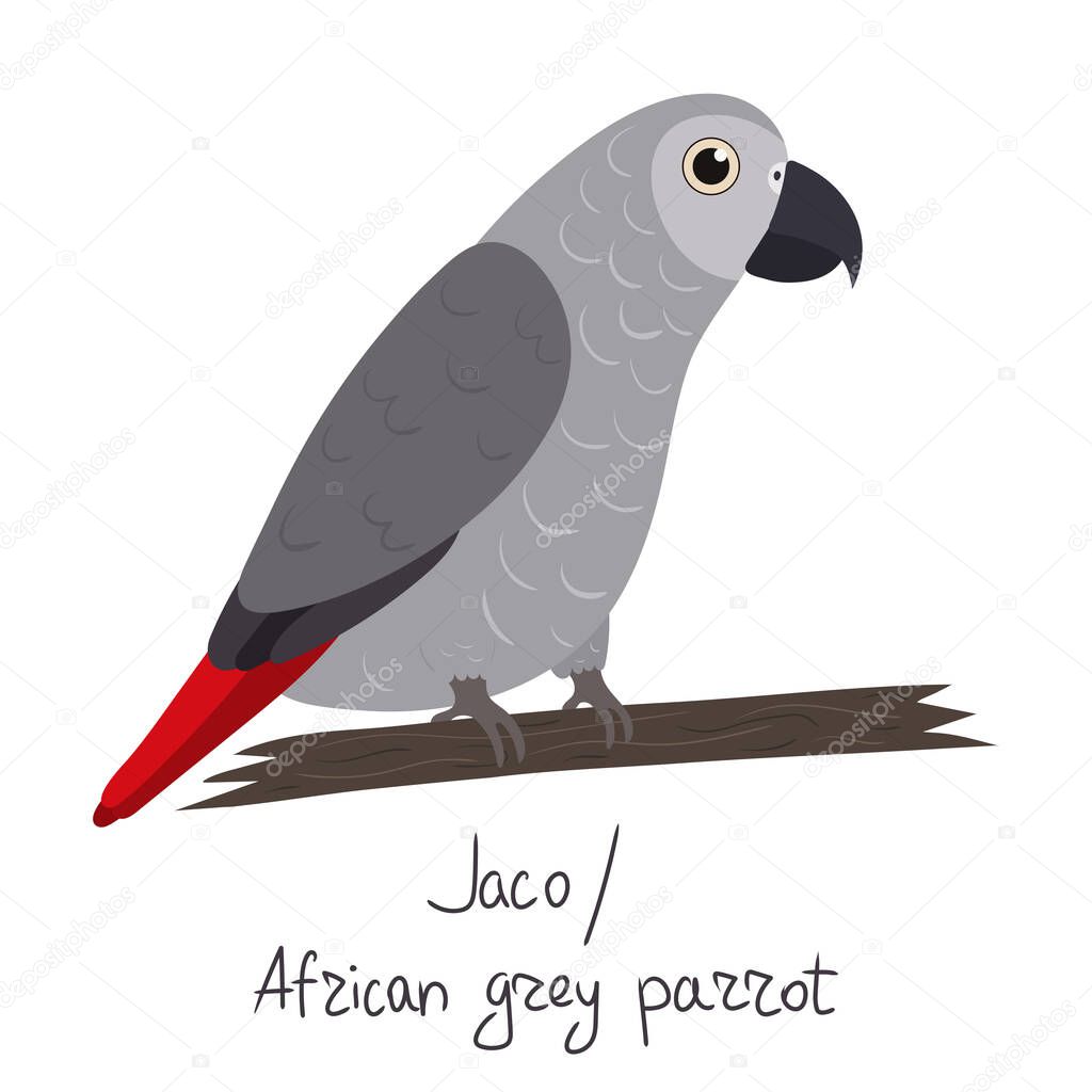 African grey parrot in cartoon style on white background. Psittacus erithacus.