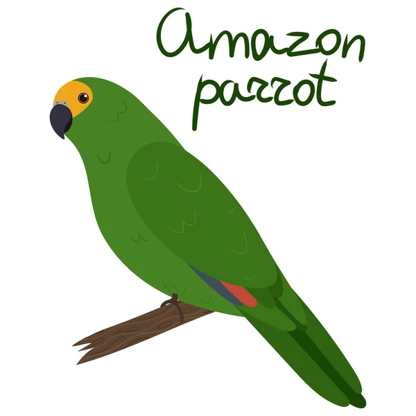 Amazon papagáj rajzfilm stílusban fehér háttér. Amazóniai papagáj — Stock Vector