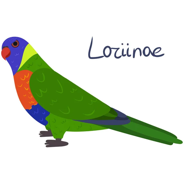 파로트 로리리 나이 (Parrot Loriinae) 는 흰색 배경의 만화 스타일이다. 무지개로 오리 케트. — 스톡 벡터