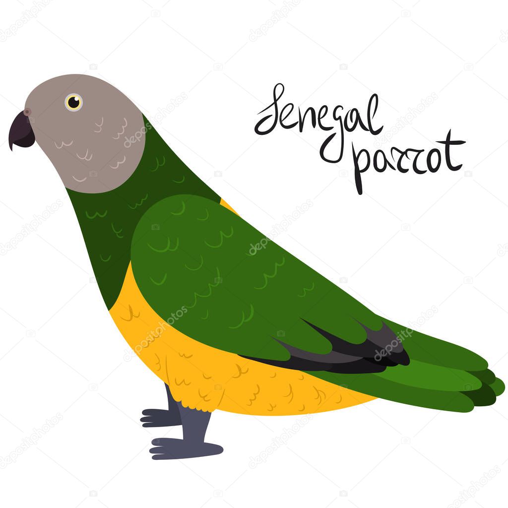 Senegal parrot in cartoon style on white background. Poicephalus senegalus