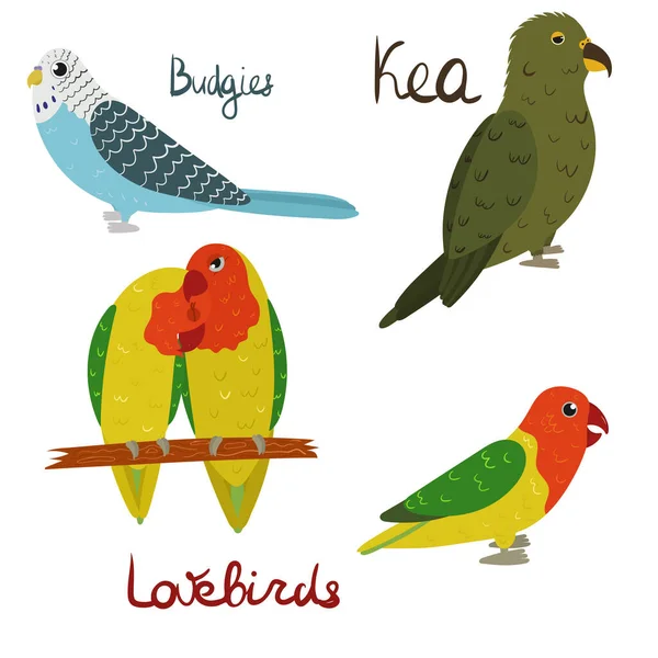 Készlet papagáj - bimbók, szerelmes madarak, kea rajzfilm stílusban fehér háttér. — Stock Vector