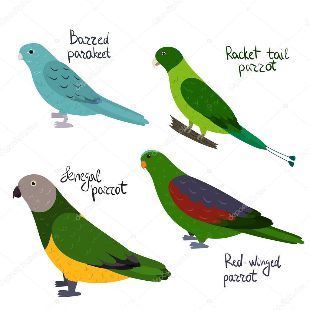 Set of parrot - Barred parakeet, senegal, Racket-tail, red-winged, in cartoon style on white background.