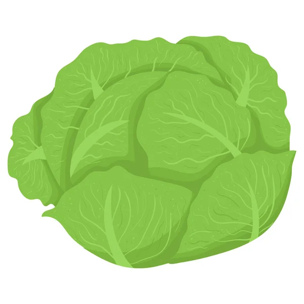 Cartoon illustratie met kleurrijke groente kool. Landbouwproduct. — Stockvector