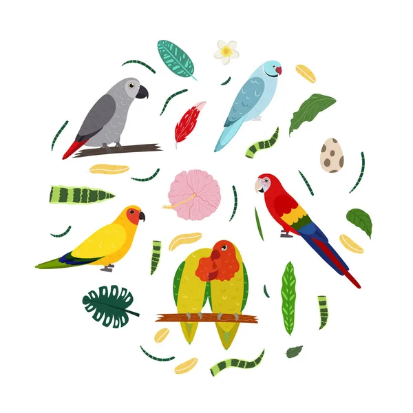 Design template with parrots in circle for kid print. Round composition of tropical birds lovebirs, macaw, african grey parrot jaco — Stock Vector