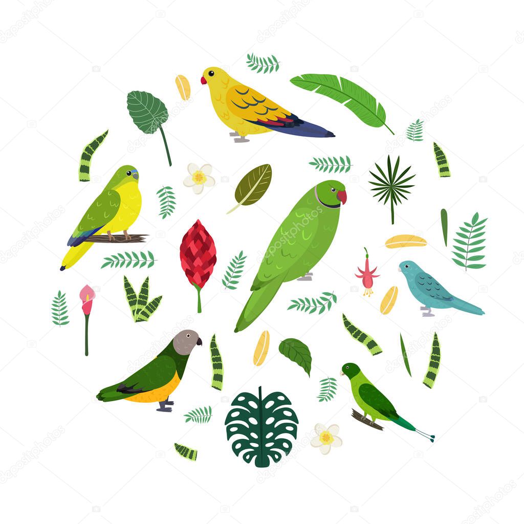 Design template with parrots in circle for kid print. Round composition of tropical birds Neophema, senegal, rose ringed, racket tail.
