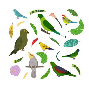 Çocuk baskısı için kare şeklinde papağanlar dizayn edilmiş şablon. Tropikal kuşların dikdörtgen bileşimi kea, raket kuyruk, kırmızı kanatlı, rosella ve papağan..