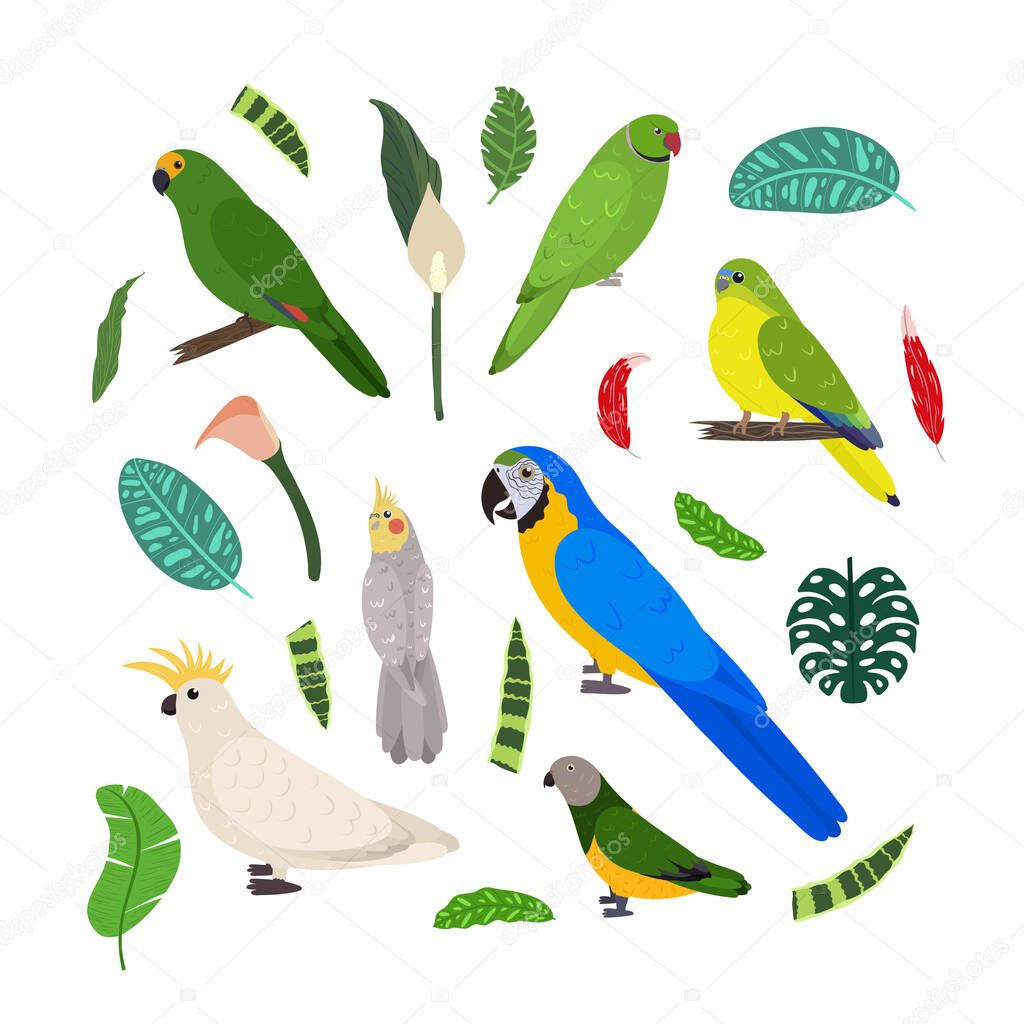 Design template with parrots in square for kid print. Rectangle composition of tropical birds macaw, cockatoo, amazon, senegal and neophema.