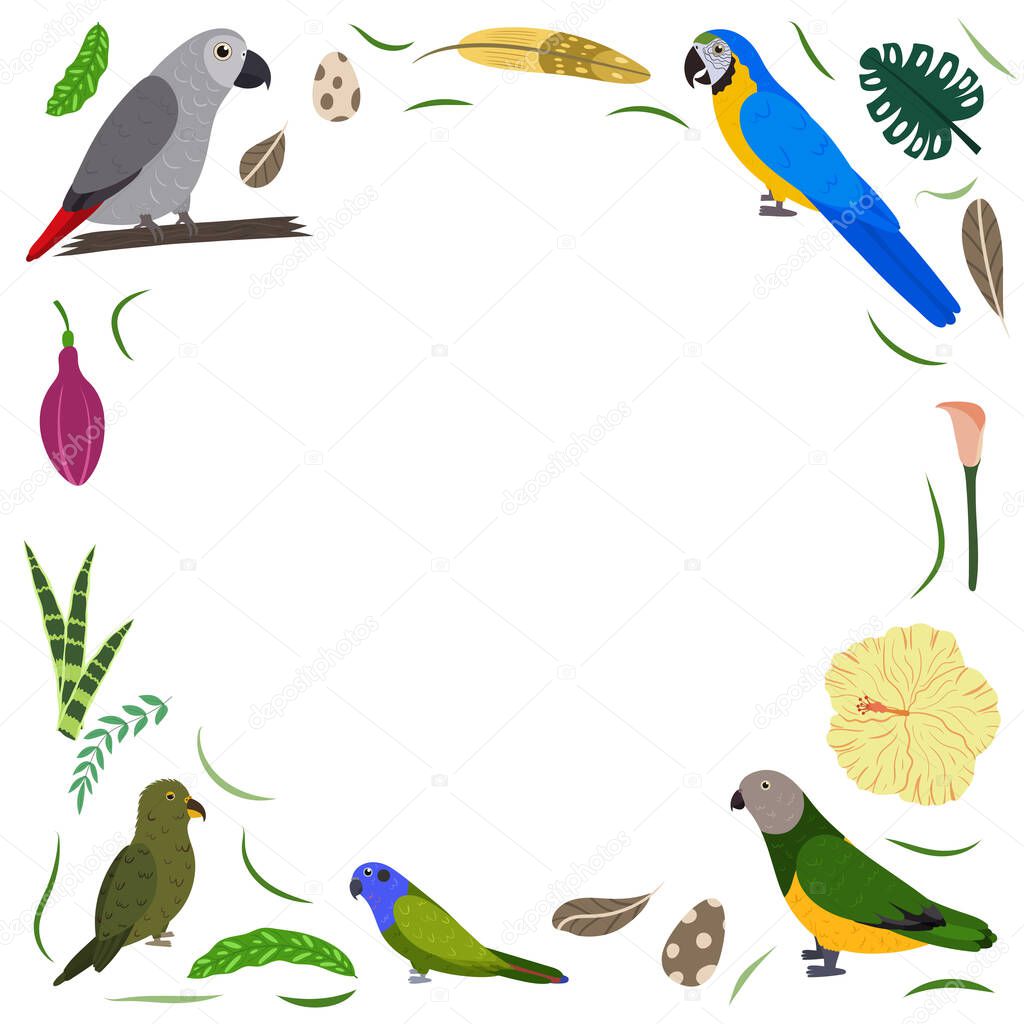 Frame template with cartoon exotic birds. Tropical rectangle composition with grey african, macaw and kea, pionus and senegal parrots.