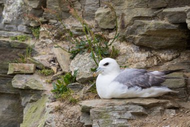 bir kuzey kutup fulmar (fulmarus glacialis) kayalık kayalıklarda oturuyor