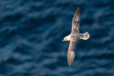 Uçan kuzey kutup fulmar (fulmarus glacialis), mavi okyanus