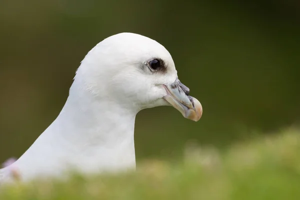 Sidovy Närbild Naturlig Nordlig Arktisk Fulmar Fulmarus Glacialis — Stockfoto