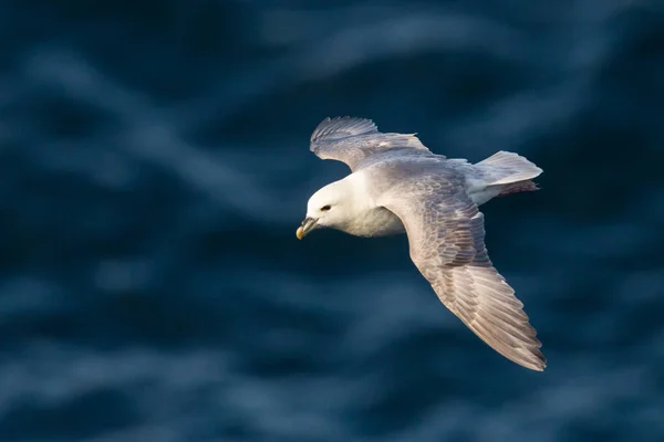 Close Fulmar Ártico Norte Fulmarus Glacialis Voo — Fotografia de Stock