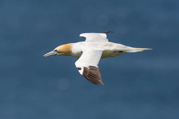 Close Přírodní Gannet Morus Bassanus Letu Nad Modrým Mořem — Stock fotografie