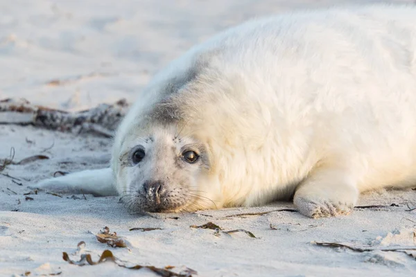 Zblízka Bílá Baby Grey Seal Halichoerus Grypus Písečné Pláži — Stock fotografie