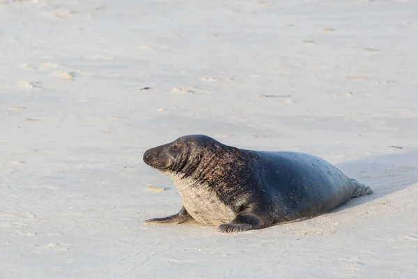 Jeden Samiec Foki Szarej Halichoerus Grypus Białym Piasku — Zdjęcie stockowe