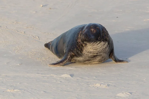 Guarnizione Grigia Maschio Naturale Vista Frontale Halichoerus Grypus Sabbia Bianca — Foto Stock