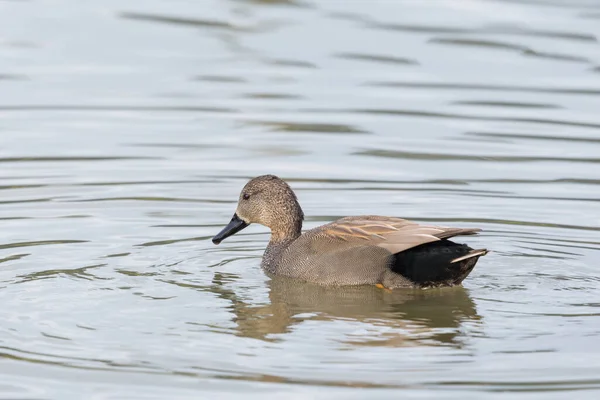 One Natural Gadwall Duck Anas Strepera Swimming Pond Water — Stock Photo, Image