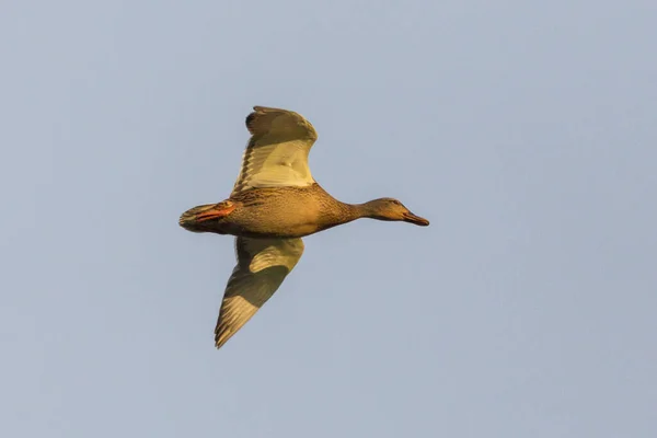 One Isolated Gadwall Duck Anas Strepera Flying Blue Sky — Stock Photo, Image