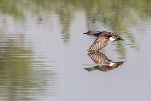 Pato Pared Gadwall Anas Strepera Vuelo Sobre Superficie Del Agua — Foto de Stock