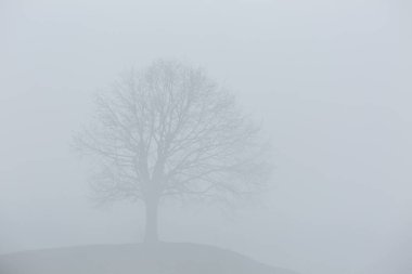 Yalnız bir ağacın sisli silueti.