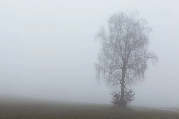 Silhouette One Tree Fog — Stock Photo, Image