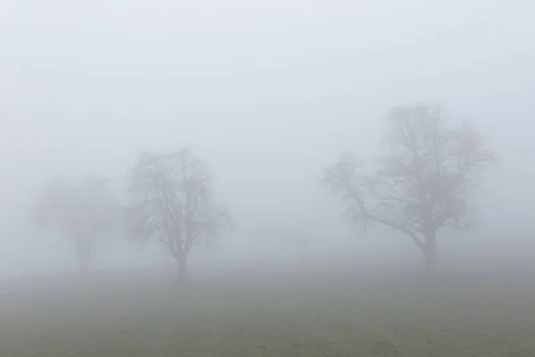 Silhueta Três Árvores Nevoeiro — Fotografia de Stock