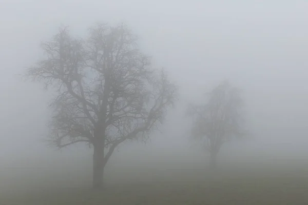 Silhueta Duas Árvores Nevoeiro — Fotografia de Stock