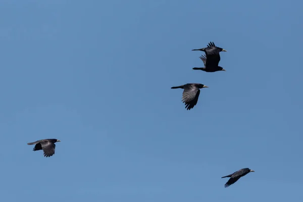 Cinco Torres Corvus Frugilegus Voando Céu Azul Ensolarado — Fotografia de Stock