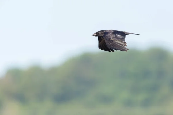 Černá Mršina Havran Corvus Corone Létající Před Zeleným Lesem — Stock fotografie