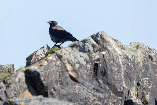 Graue Krähe Corvus Corone Cornix Steht Auf Einem Felsen — Stockfoto