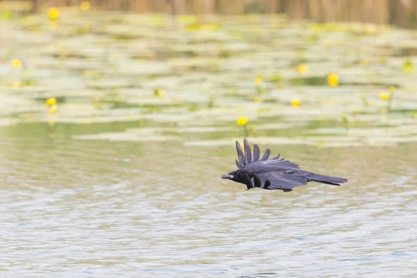 black carrion crow raven (corvus corone) in flight over pond with yellow flowers