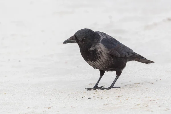 特写一只头冠乌鸦 Corvus Corone Cornix 站在沙滩上 — 图库照片