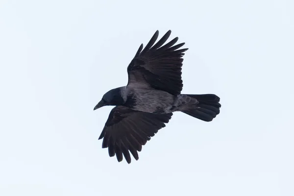 Egy Elszigetelt Csuklyás Varjú Corvus Corone Cornix Repülés Közben Kitárt — Stock Fotó