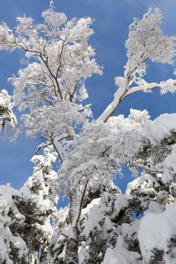 Bir ağaç kışın kar ve buzla kaplı mavi gökyüzü