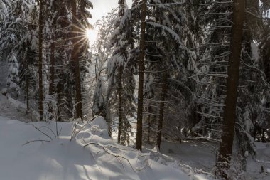 Güneş ışınları karla kaplı kış ormanlarında parlıyor.