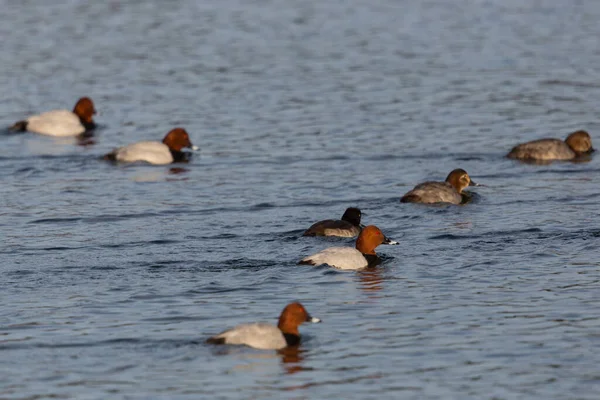 Vários Patos Pochard Aythya Ferina Nadando Água Azul Sol — Fotografia de Stock