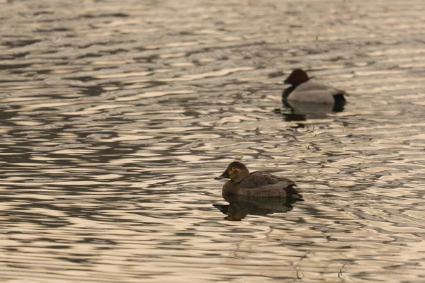 Schwimmen Natürliches Pochard Entenpaar Aythya Ferina Abendlicht — Stockfoto