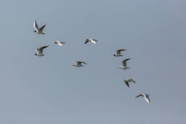 Uçan doğal siyah başlı martı sürüsü (larus ridibundus)