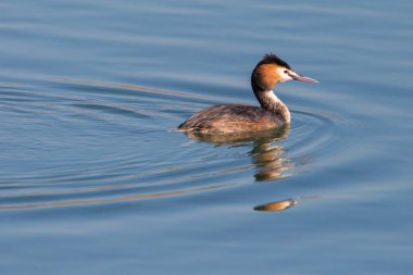 yüzen büyük ibikli grebe (podiceps kristali) mavi suda yansıtılır