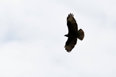 Uçuşta akbabanın doğal silueti (buteo buteo)