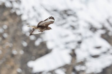 Karlı kayaların önünde uçan bir akbaba (buteo buteo)