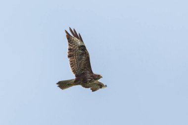 Kanatları açık uçuşta yakın çekim doğal akbaba (buteo buteo)