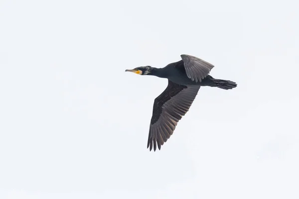 Oiseau Cormoran Isolé Phalacrocorax Carbo Vol — Photo