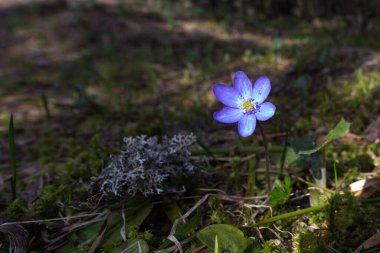 Böbrek otu (Hepatica nobilis) güneş ışığında mavi çiçek açar